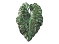 'PHILODENDRON LEAF 15