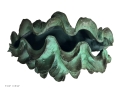 'GIANT CLAM SHELL 12