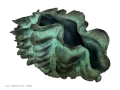 'GIANT CLAM SHELL 12